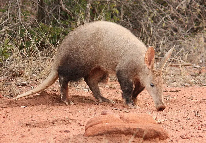 Aardvark (Orycteropus afer) in Kruger National Park