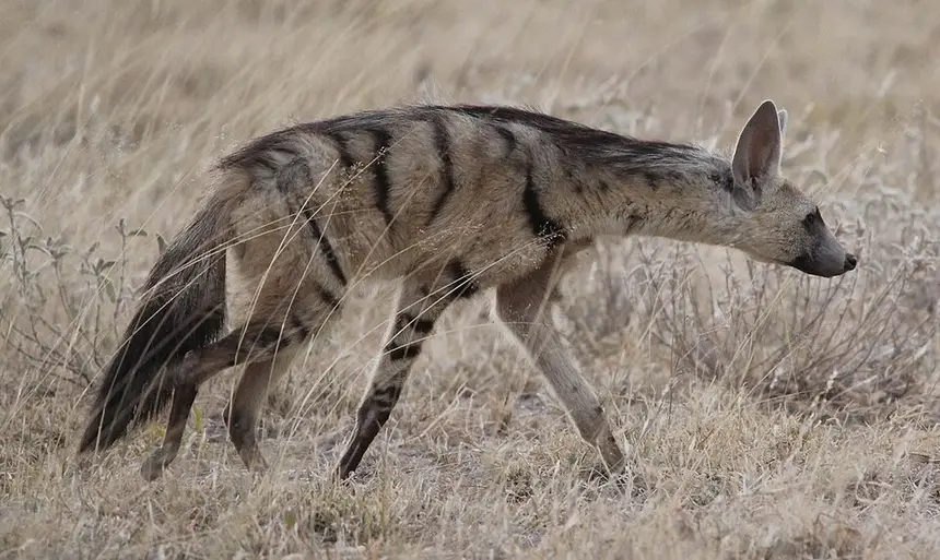 Aardwolf (Proteles cristata) in Kruger National Park