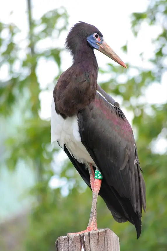 Abdim's Stork (Ciconia abdimii) in Kruger National Park