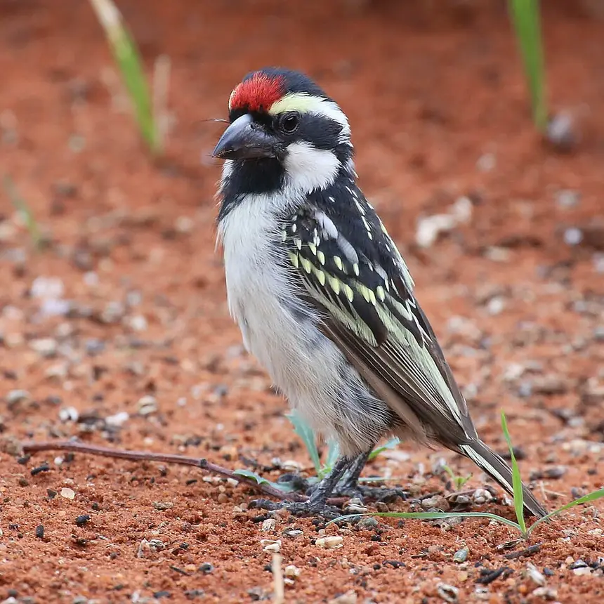 Acacia Pied Barbet (Tricholaema leucomelas) in Kruger National Park