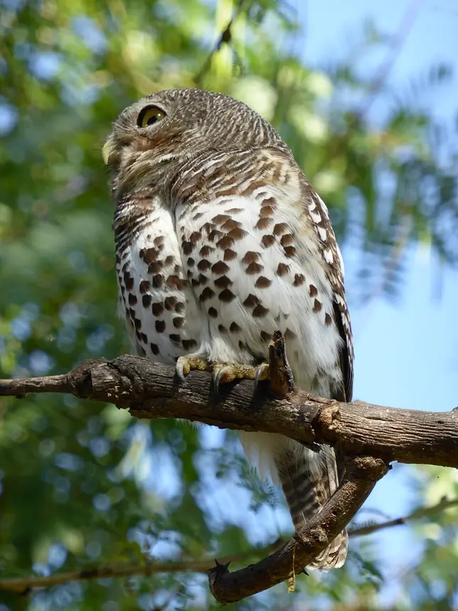 African Barred Owlet (Glaucidium capense) in Kruger National Park
