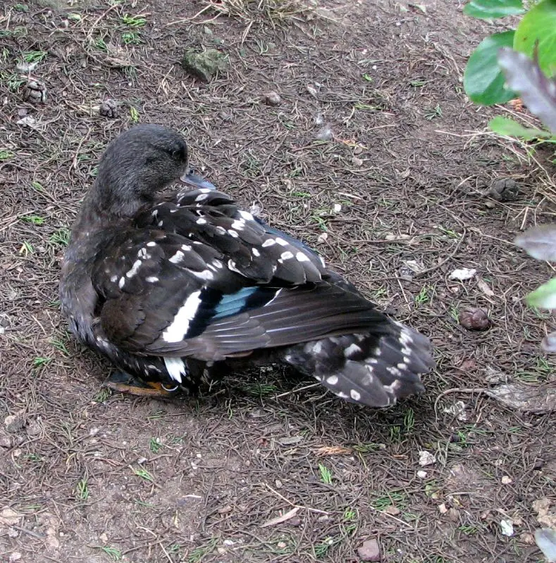 African Black Duck (Anas sparsa) in Kruger National Park