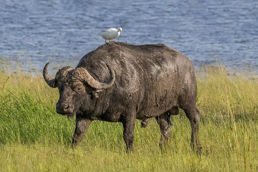African Buffalo (Syncerus caffer) in Kruger National Park