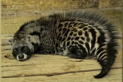 African Civet (Civettictis civetta) in Kruger National Park