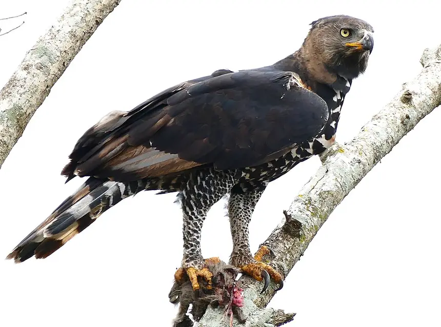 African Crowned Eagle (Stephanoaetus coronatus) in Kruger National Park