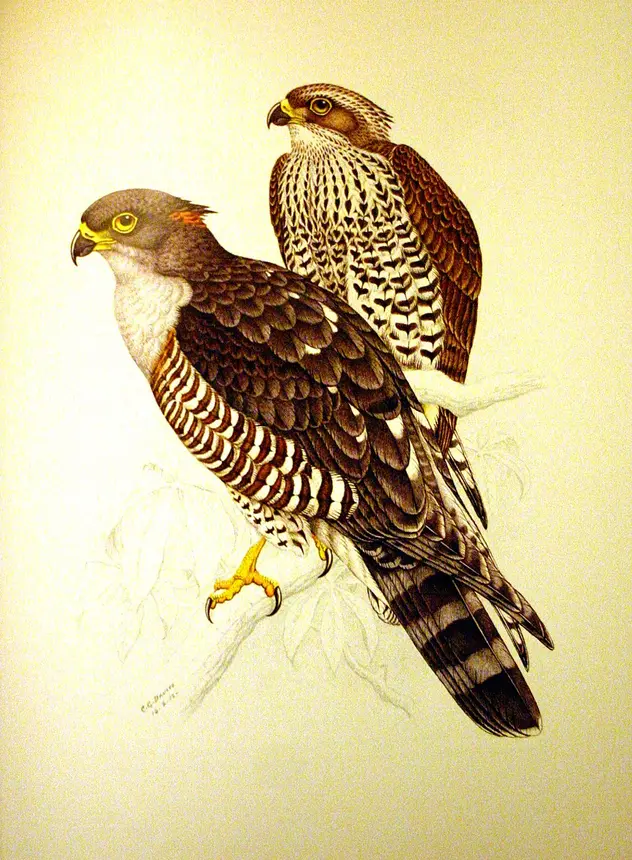 African Cuckoo-Hawk (Aviceda cuculoides) in Kruger National Park