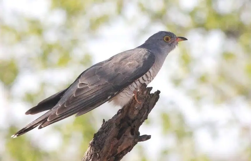 African Cuckoo (Cuculus gularis) in Kruger National Park