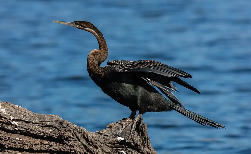 African Darter (Anhinga rufa) in Kruger National Park