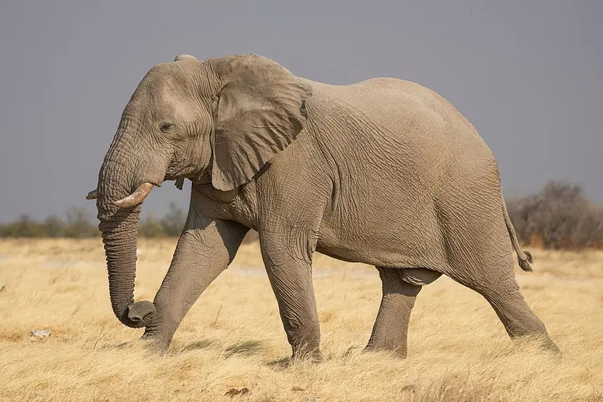 African Elephant (Loxodonta africana) in Kruger National Park