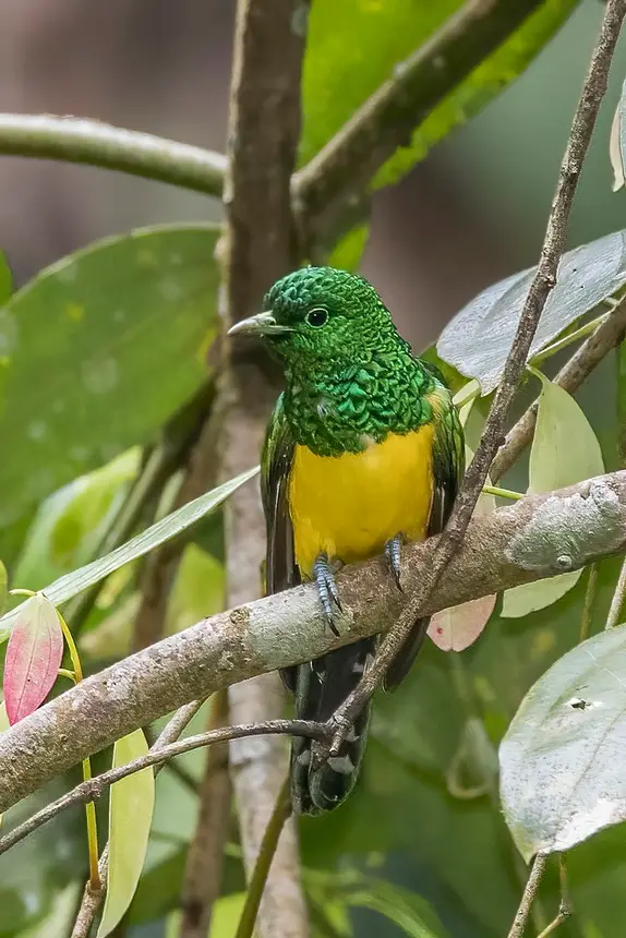 African Emerald Cuckoo (Chrysococcyx cupreus) in Kruger National Park