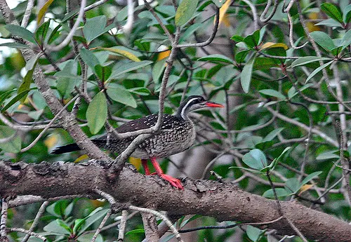 African Finfoot (Podica senegalensis) in Kruger National Park