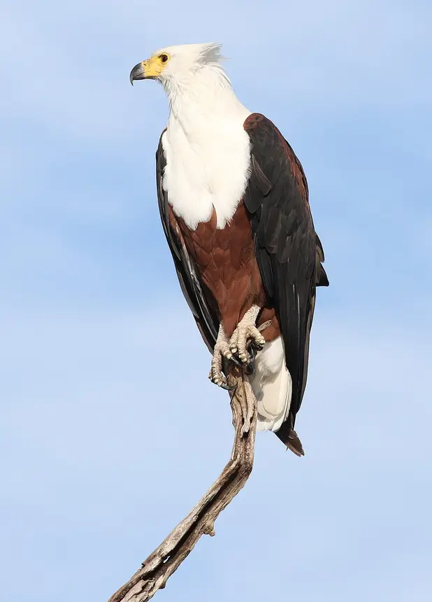 African Fish Eagle (Icthyophaga vocifer) in Kruger National Park