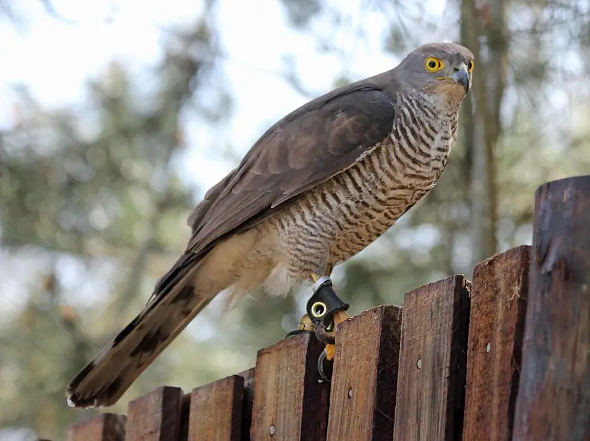 African Goshawk (Accipiter tachiro) in Kruger National Park