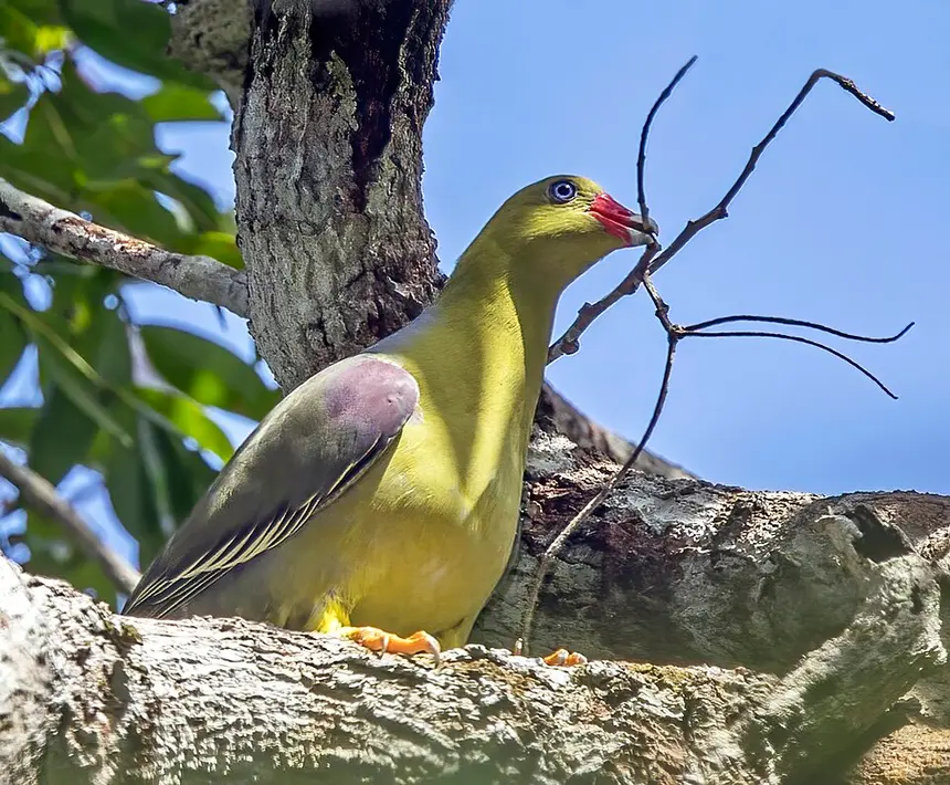 African Green Pigeon (Treron calvus) in Kruger National Park