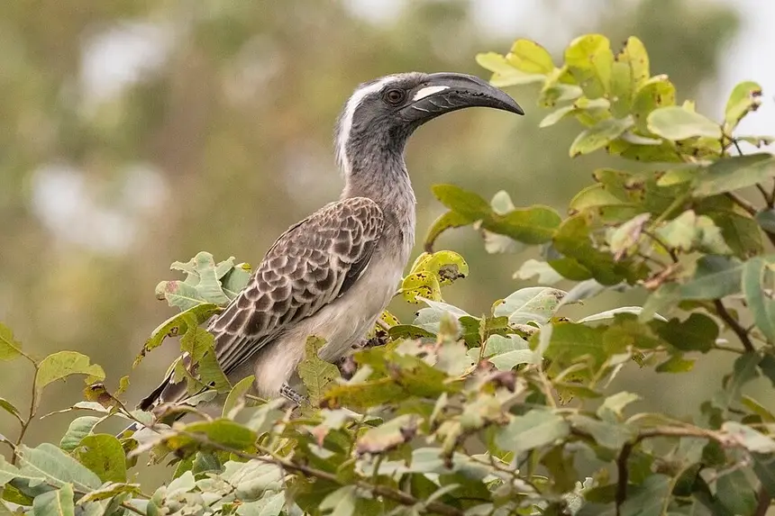 African Grey Hornbill (Lophoceros nasutus) in Kruger National Park