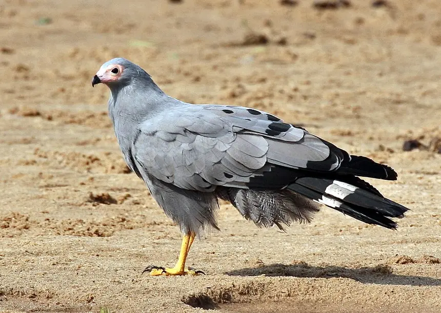 African Harrier-Hawk (Polyboroides typus) in Kruger National Park