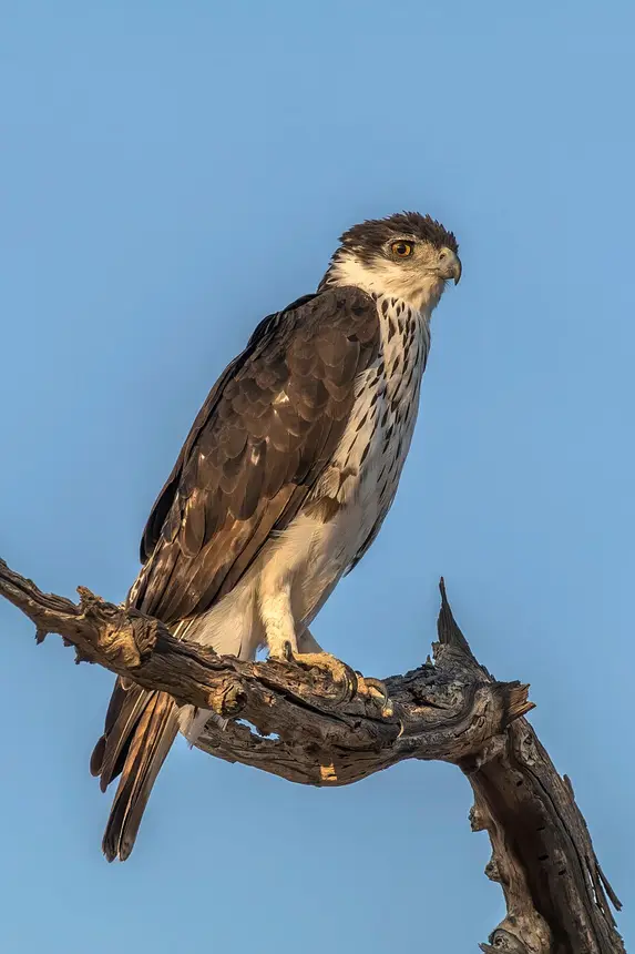 African Hawk-Eagle (Aquila spilogaster) in Kruger National Park