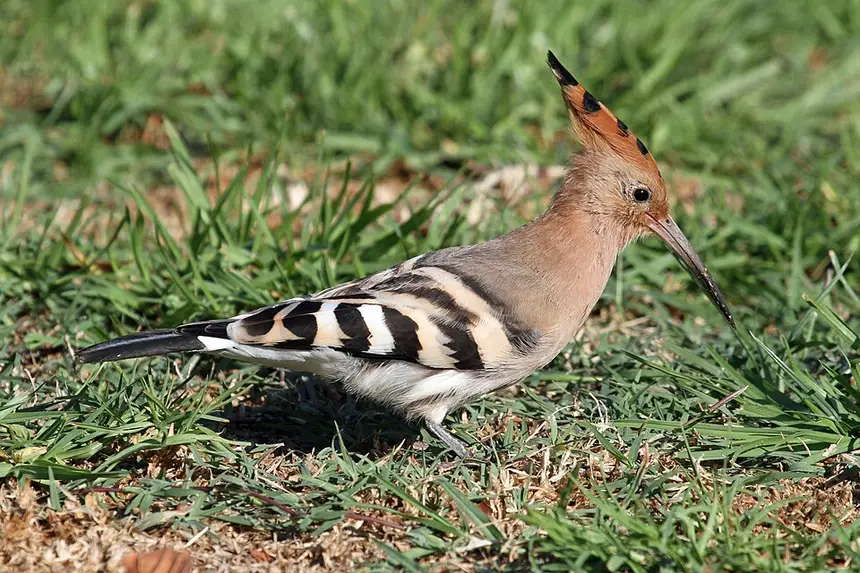 African Hoopoe (Upupa africana) in Kruger National Park