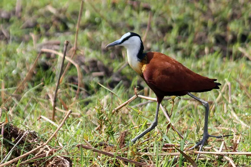 African Jacana (Actophilornis africanus) in Kruger National Park