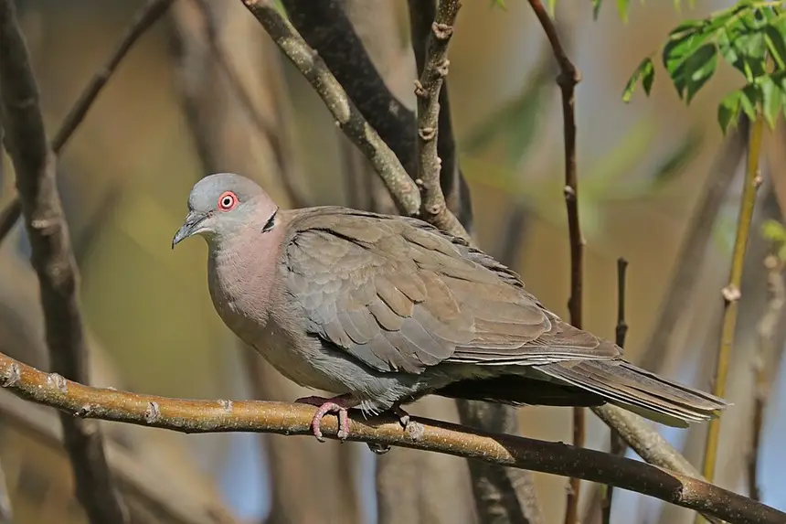 African Mourning Dove (Streptopelia decipiens) in Kruger National Park