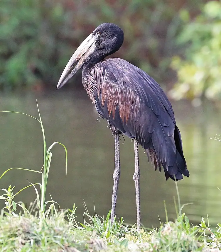 African Openbill (Anastomus lamelligerus) in Kruger National Park