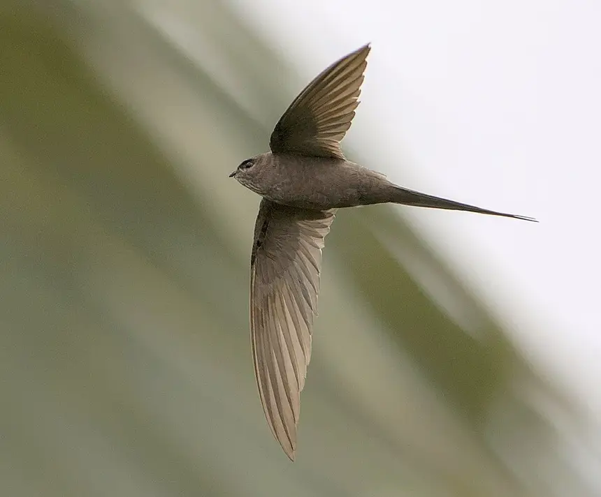 African Palm Swift (Cypsiurus parvus) in Kruger National Park