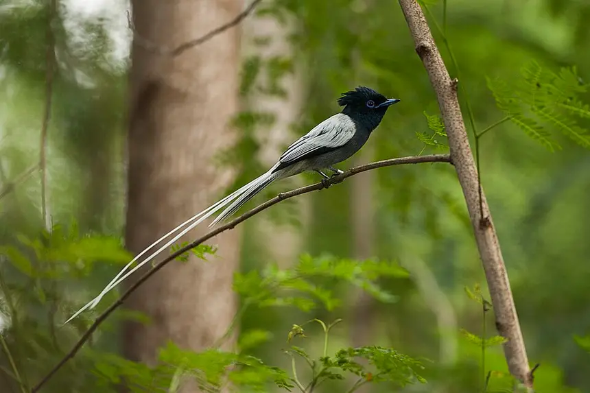 African Paradise-Flycatcher (Terpsiphone viridis) in Kruger National Park