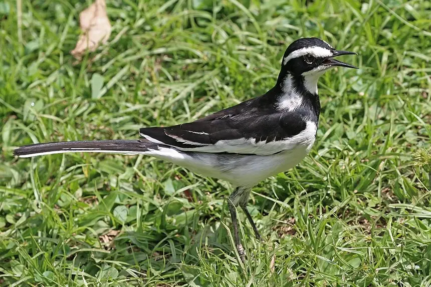 African Pied Wagtail (Motacilla aguimp) in Kruger National Park