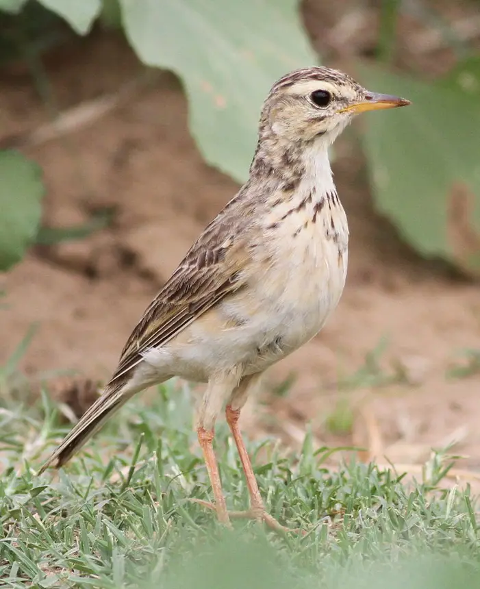 African Pipit (Anthus cinnamomeus) in Kruger National Park
