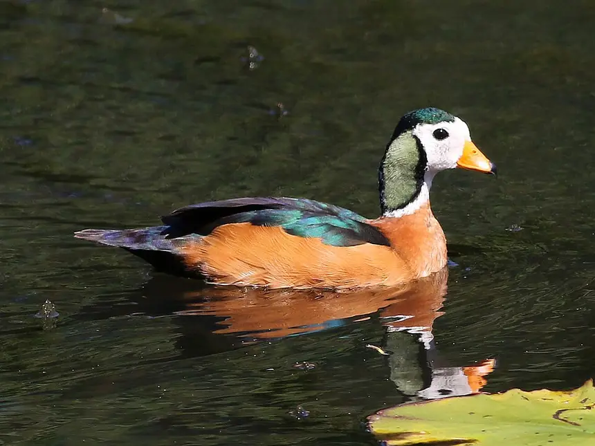 African Pygmy Goose (Nettapus auritus) in Kruger National Park