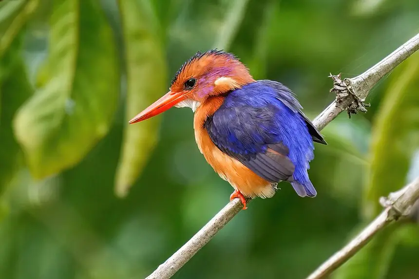 African Pygmy Kingfisher (Ispidina picta) in Kruger National Park