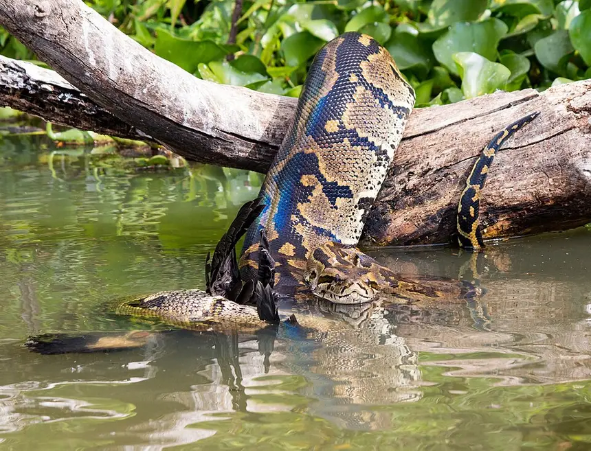 African Rock Python (Python natalensis) in Kruger National Park