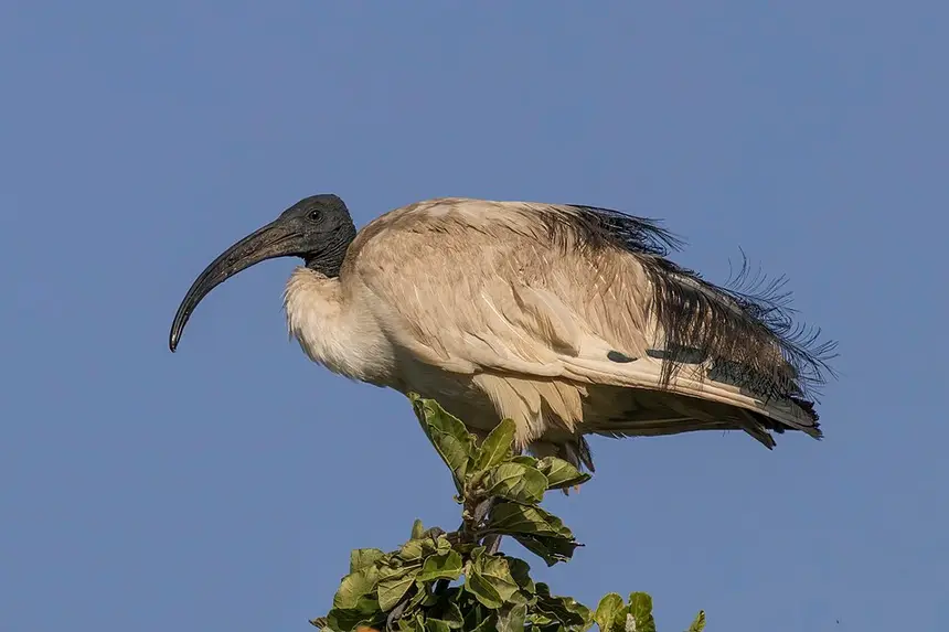 African Sacred Ibis (Threskiornis aethiopicus) in Kruger National Park