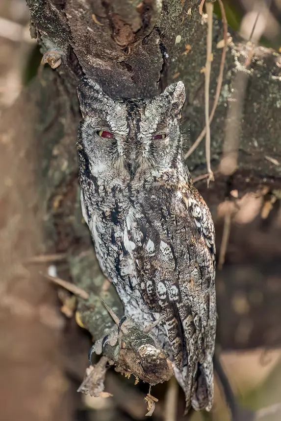 African Scops Owl (Otus senegalensis) in Kruger National Park