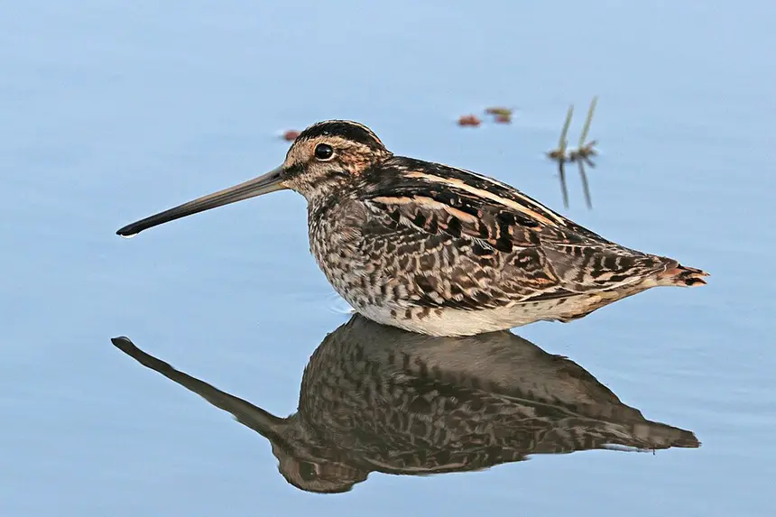 African Snipe (Gallinago nigripennis) in Kruger National Park