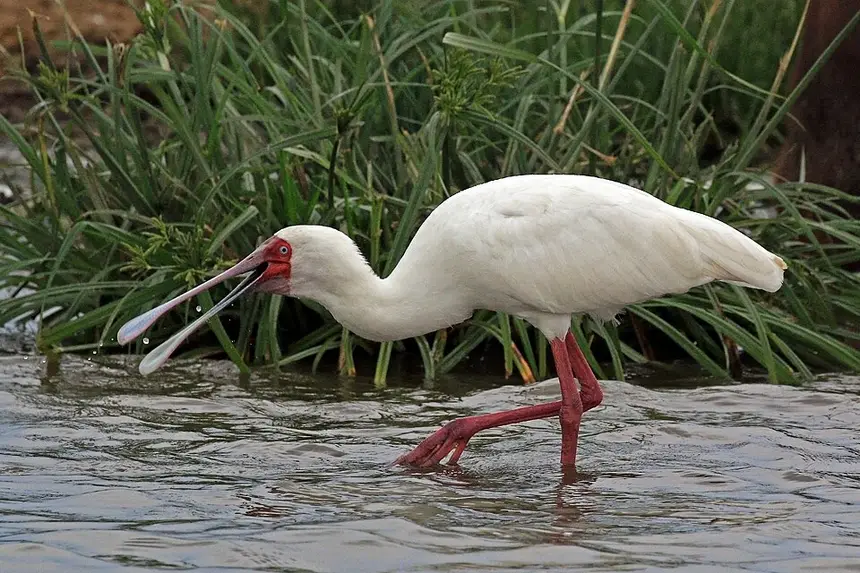 African Spoonbill (Platalea alba) in Kruger National Park