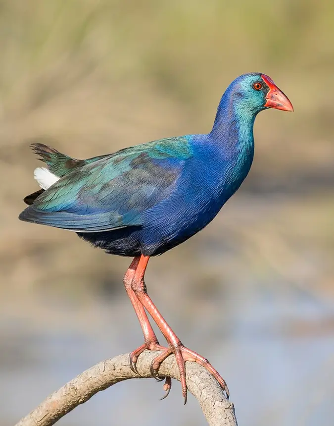 African Swamphen (Porphyrio madagascariensis) in Kruger National Park