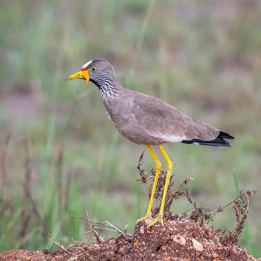 African Wattled Lapwing (Vanellus senegallus) in Kruger National Park