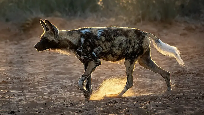 African Wild Dog (Lycaon pictus) in Kruger National Park