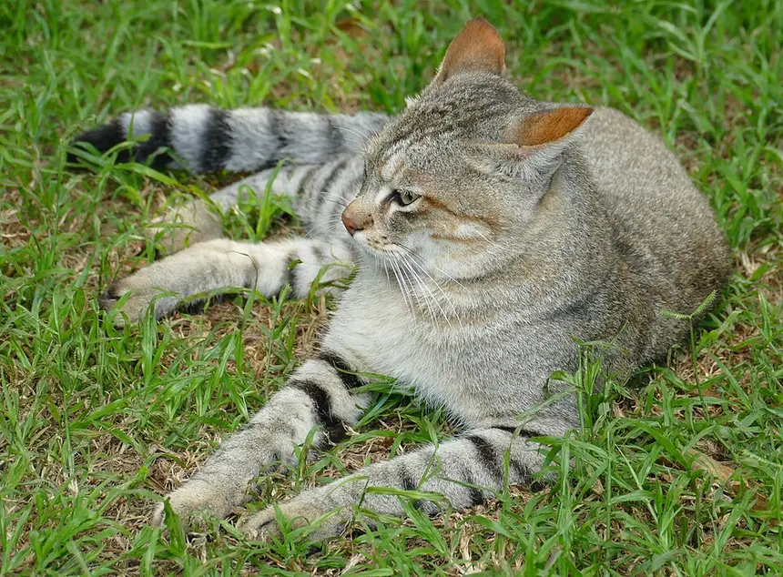 African Wildcat (Felis lybica) in Kruger National Park