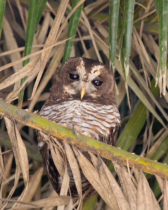 African Wood Owl (Strix woodfordii) in Kruger National Park