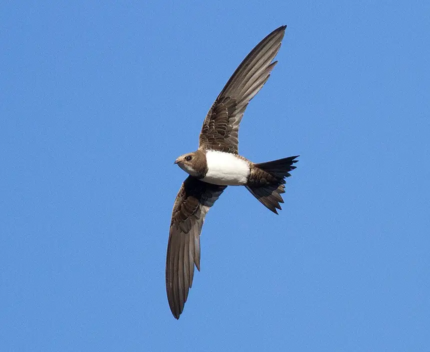 Alpine Swift (Tachymarptis melba) in Kruger National Park