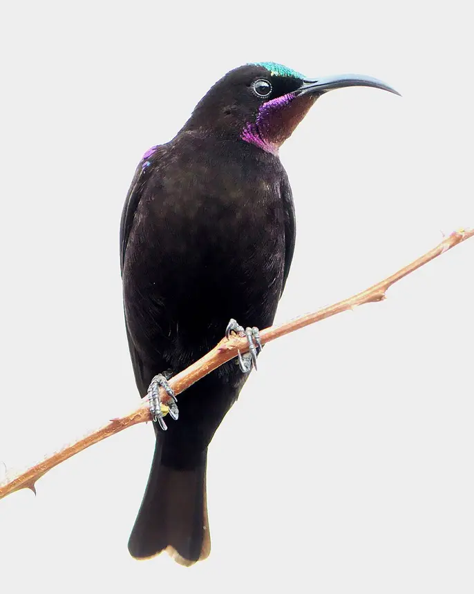 Amethyst Sunbird (Chalcomitra amethystina) in Kruger National Park