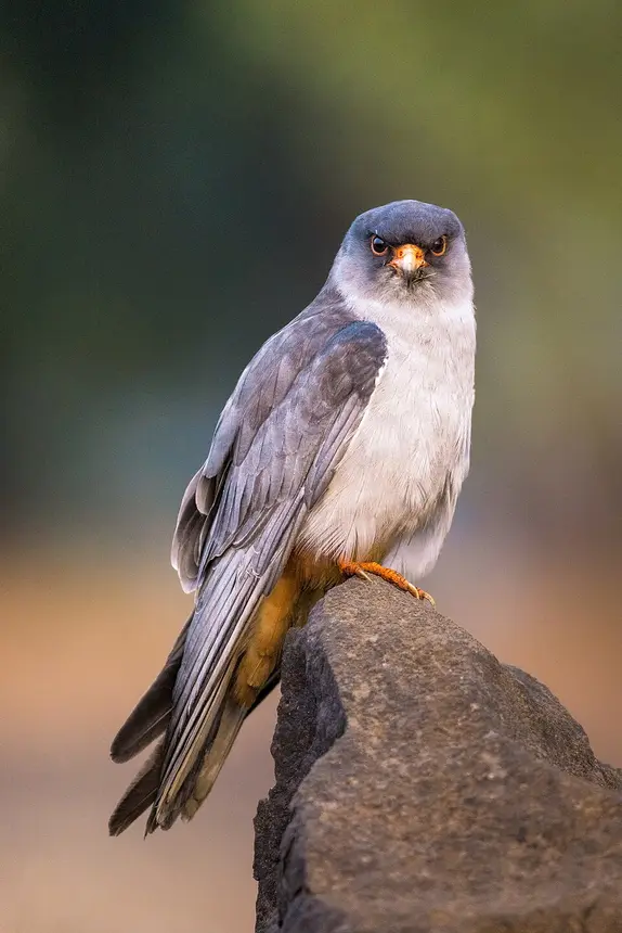 Amur Falcon (Falco amurensis) in Kruger National Park
