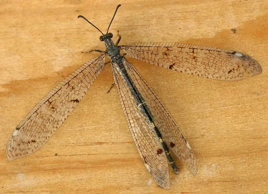 Antlion (Myrmeleontidae) in Kruger National Park