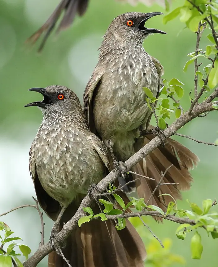 Arrow-marked Babbler (Turdoides jardineii) in Kruger National Park