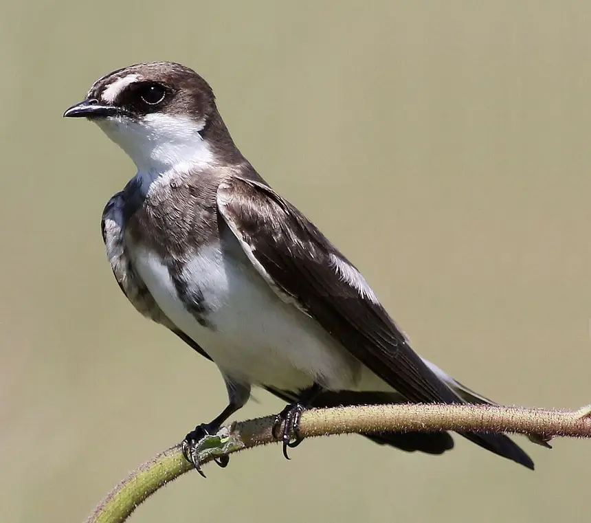 Banded Martin (Riparia cincta) in Kruger National Park