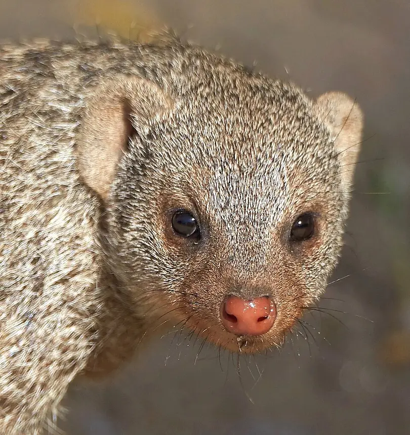 Banded Mongoose (Mungos mungo) in Kruger National Park