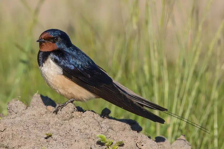 Barn Swallow (Hirundo rustica) in Kruger National Park
