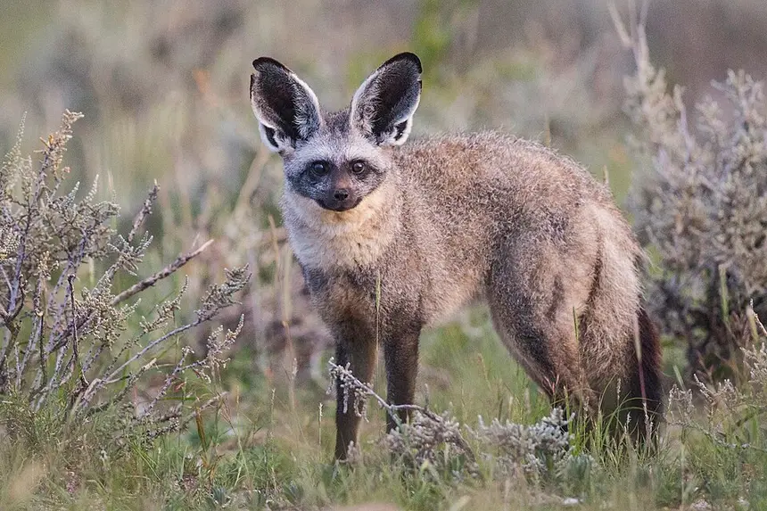 Bat-eared Fox (Otocyon megalotis) in Kruger National Park